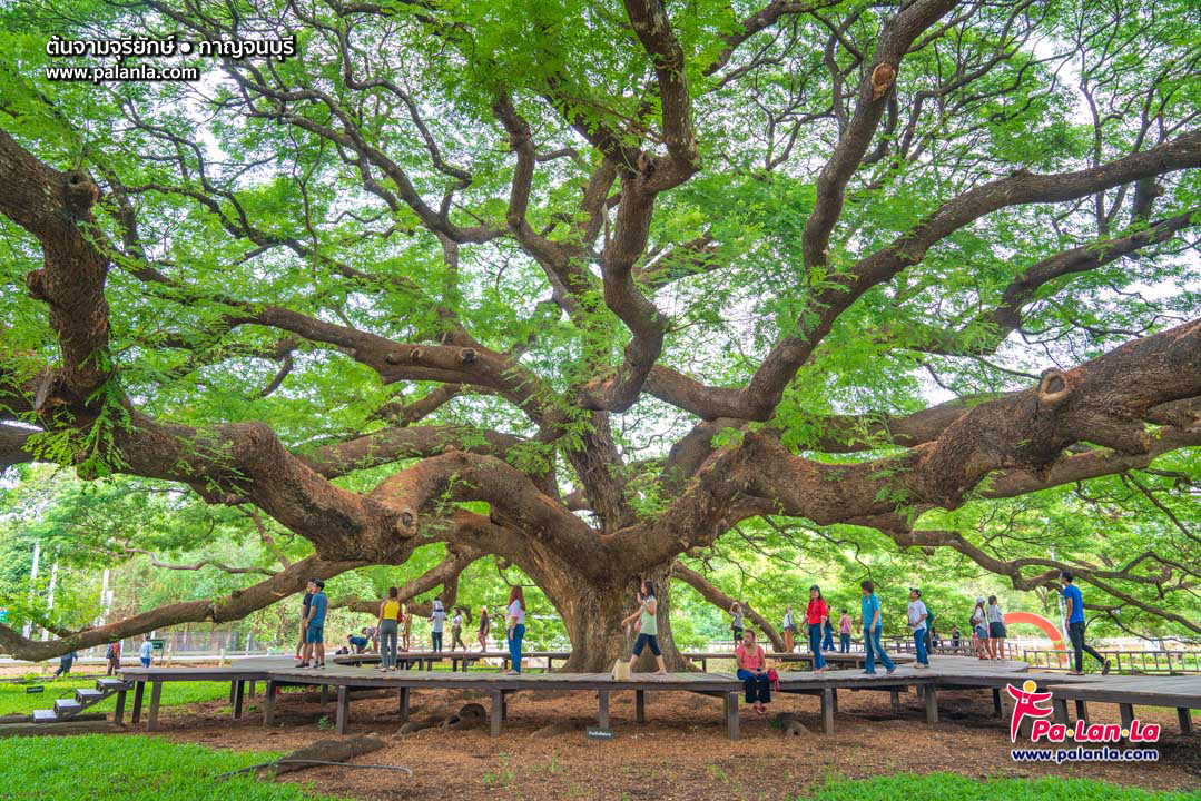 Giant Monkey Pod Tree